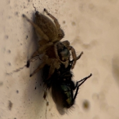 Maratus griseus at Parkes, ACT - 6 Sep 2024 12:27 PM