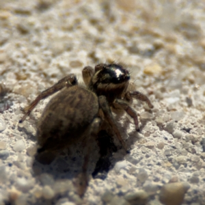 Maratus griseus at Parkes, ACT - 6 Sep 2024 12:27 PM