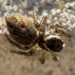 Maratus griseus at Parkes, ACT - 6 Sep 2024 12:27 PM