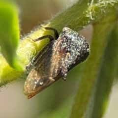 Membracidae sp. (family) at Parkes, ACT - 6 Sep 2024 by Hejor1