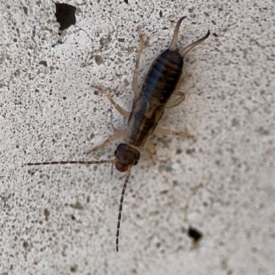 Forficula auricularia (European Earwig) at Russell, ACT - 6 Sep 2024 by Hejor1