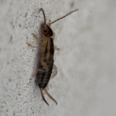 Forficula auricularia at Russell, ACT - 6 Sep 2024