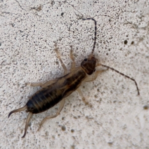 Forficula auricularia at Russell, ACT - 6 Sep 2024