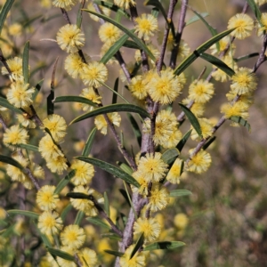 Acacia siculiformis at Bombay, NSW - 7 Sep 2024