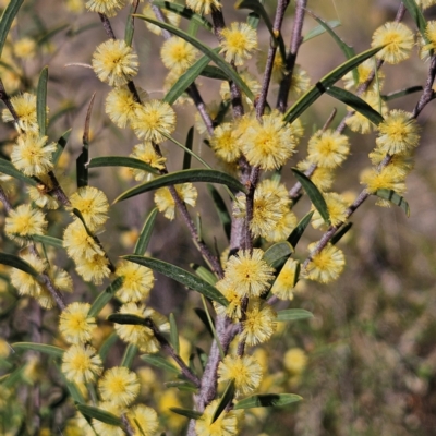 Acacia siculiformis (Dagger Wattle) at Bombay, NSW - 7 Sep 2024 by MatthewFrawley