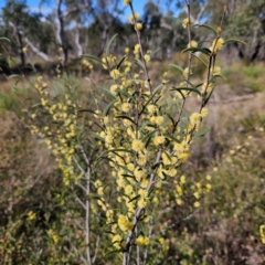 Acacia siculiformis at Bombay, NSW - 7 Sep 2024