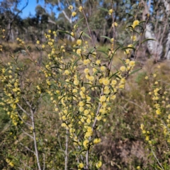 Acacia siculiformis at Bombay, NSW - 7 Sep 2024