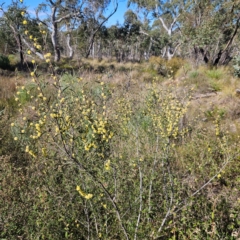 Acacia siculiformis at Bombay, NSW - 7 Sep 2024