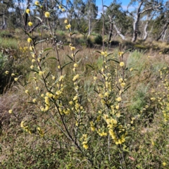 Acacia siculiformis at Bombay, NSW - 7 Sep 2024