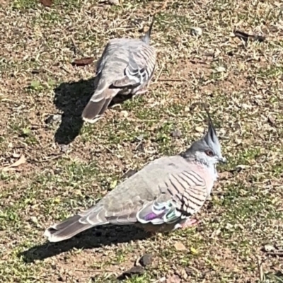 Ocyphaps lophotes (Crested Pigeon) at Parkes, ACT - 6 Sep 2024 by Hejor1