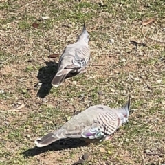 Ocyphaps lophotes at Parkes, ACT - 6 Sep 2024