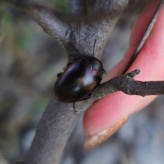 Chalcopteroides sp. (genus) at Parkes, NSW - 3 Sep 2024 by Csteele4