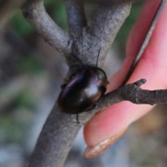 Chalcopteroides sp. (genus) at Parkes, NSW - 3 Sep 2024 11:09 AM