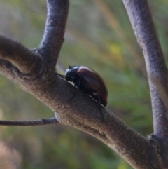 Chalcopteroides sp. (genus) at Parkes, NSW - 3 Sep 2024 11:09 AM
