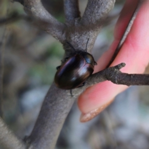 Chalcopteroides sp. (genus) at Parkes, NSW - 3 Sep 2024 11:09 AM