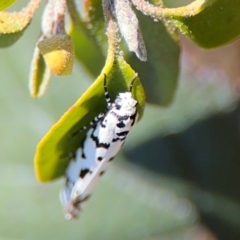 Ethmia clytodoxa (An Ethmiid moth family: (Ethmiidae)) at Parkes, ACT - 6 Sep 2024 by Hejor1