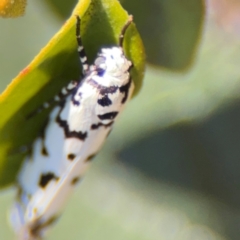 Ethmia clytodoxa at Parkes, ACT - 6 Sep 2024 11:59 AM