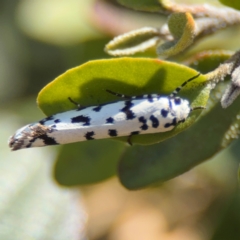 Ethmia clytodoxa at Parkes, ACT - 6 Sep 2024