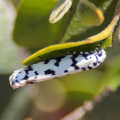 Ethmia clytodoxa at Parkes, ACT - 6 Sep 2024 11:59 AM