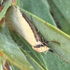 Philobota hypocausta (A Concealer moth) at Russell, ACT - 6 Sep 2024 by Hejor1