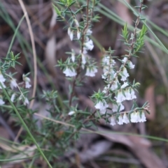 Styphelia fletcheri subsp. brevisepala (Twin Flower Beard-Heath) at Aranda, ACT - 7 Sep 2024 by Clarel