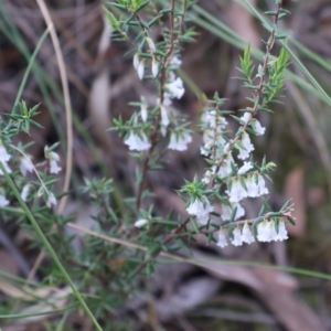 Styphelia fletcheri subsp. brevisepala at Aranda, ACT - 7 Sep 2024