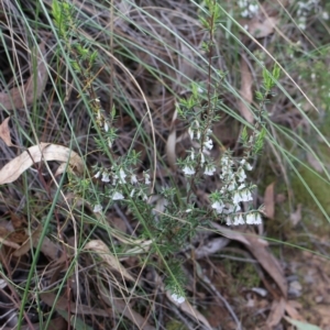 Styphelia fletcheri subsp. brevisepala at Aranda, ACT - 7 Sep 2024