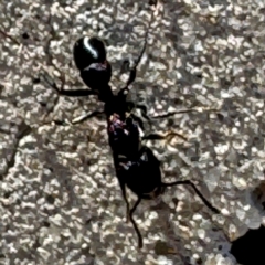 Rhytidoponera metallica (Greenhead ant) at Russell, ACT - 5 Sep 2024 by Hejor1