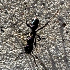 Rhytidoponera metallica at Russell, ACT - 6 Sep 2024 08:32 AM