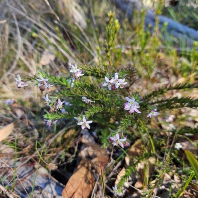 Rhytidosporum procumbens at Bombay, NSW - 7 Sep 2024 by MatthewFrawley