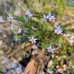 Rhytidosporum procumbens at Bombay, NSW - 7 Sep 2024