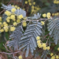 Acacia dealbata (Silver Wattle) at Aranda, ACT - 6 Sep 2024 by Clarel