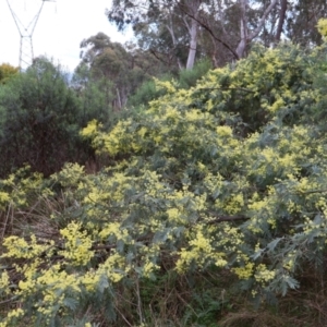 Acacia dealbata at Aranda, ACT - 7 Sep 2024