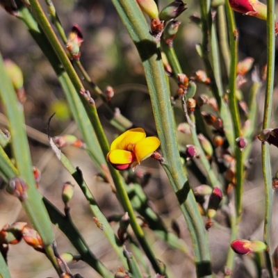 Daviesia leptophylla at Bombay, NSW - 7 Sep 2024 by MatthewFrawley