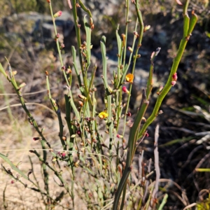 Bossiaea bombayensis at Bombay, NSW - 7 Sep 2024