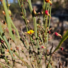 Bossiaea bombayensis at Bombay, NSW - 7 Sep 2024