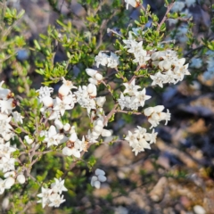 Cryptandra amara at Bombay, NSW - 7 Sep 2024 by MatthewFrawley