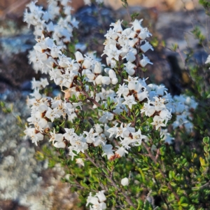 Cryptandra amara at Bombay, NSW - 7 Sep 2024