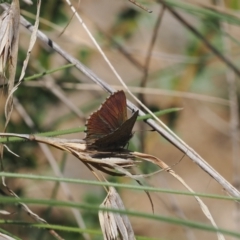 Paralucia crosbyi (Violet Copper Butterfly) by RAllen