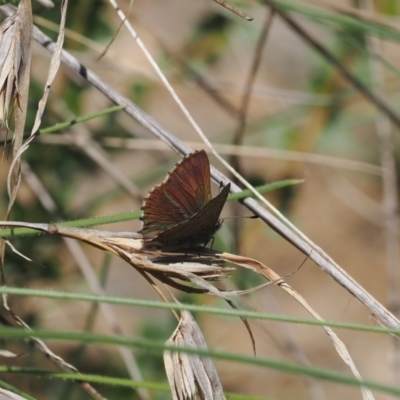 Paralucia crosbyi (Violet Copper Butterfly) by RAllen