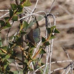 Paralucia crosbyi at suppressed - 6 Sep 2024