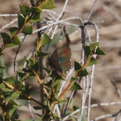 Paralucia crosbyi at suppressed - 6 Sep 2024