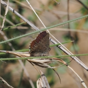 Paralucia crosbyi at suppressed - 6 Sep 2024