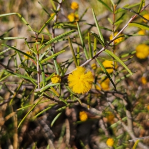 Acacia brownii at Bombay, NSW - 7 Sep 2024