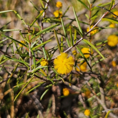 Acacia buxifolia subsp. buxifolia at Bombay, NSW - 7 Sep 2024 by MatthewFrawley