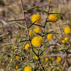 Acacia brownii at Bombay, NSW - 7 Sep 2024