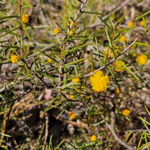 Acacia brownii at Bombay, NSW - 7 Sep 2024