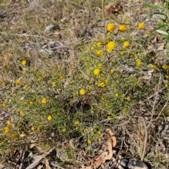 Acacia brownii at Bombay, NSW - 7 Sep 2024