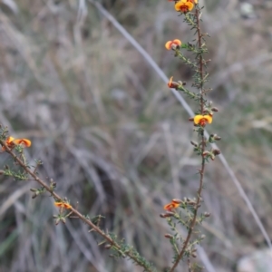 Dillwynia phylicoides at Acton, ACT - 7 Sep 2024 03:59 PM