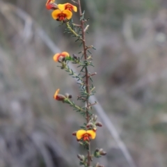 Dillwynia phylicoides at Acton, ACT - 7 Sep 2024 03:59 PM